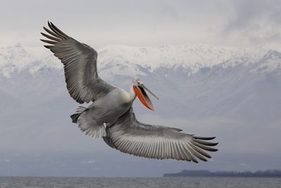 David Wheeler (England) - Dalmatian pelican in flight